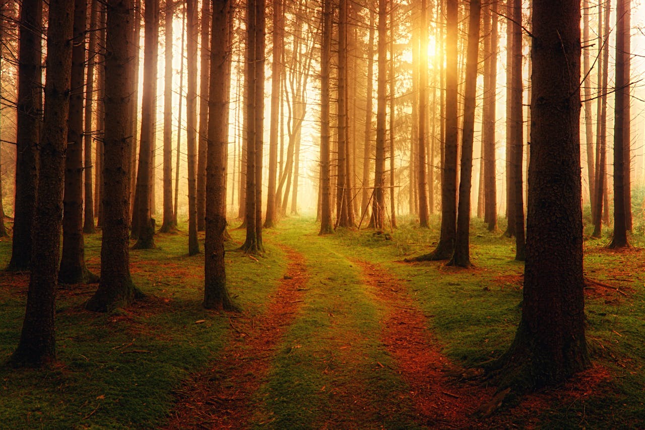 A photo of a path leading through a wood; sun shining through the tree trunks.