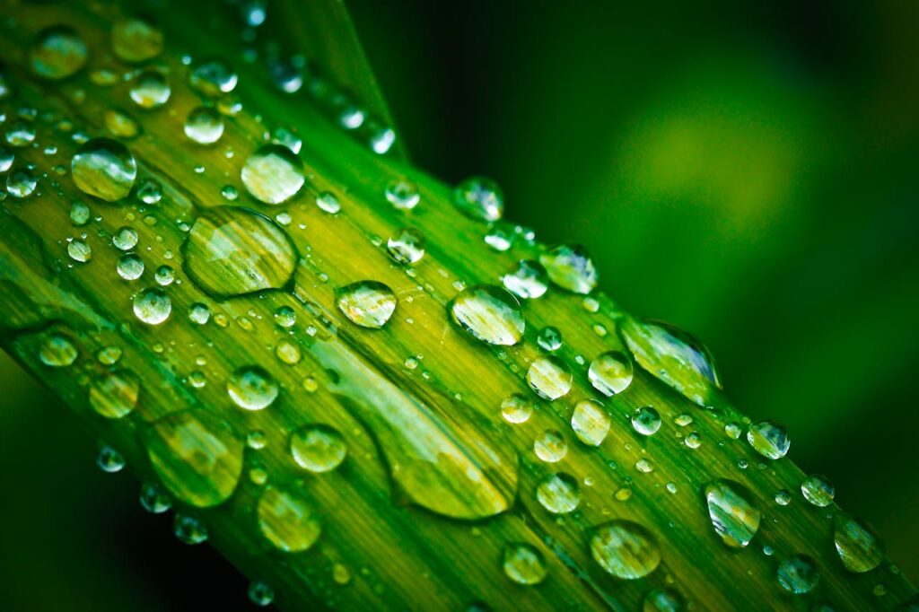 Dewdrops on a leaf