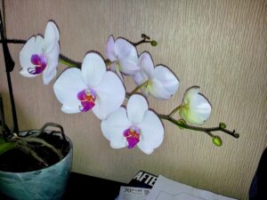 Vibrant phalaenopsis orchid in full bloom, an autistic special interest bringing years of joy.