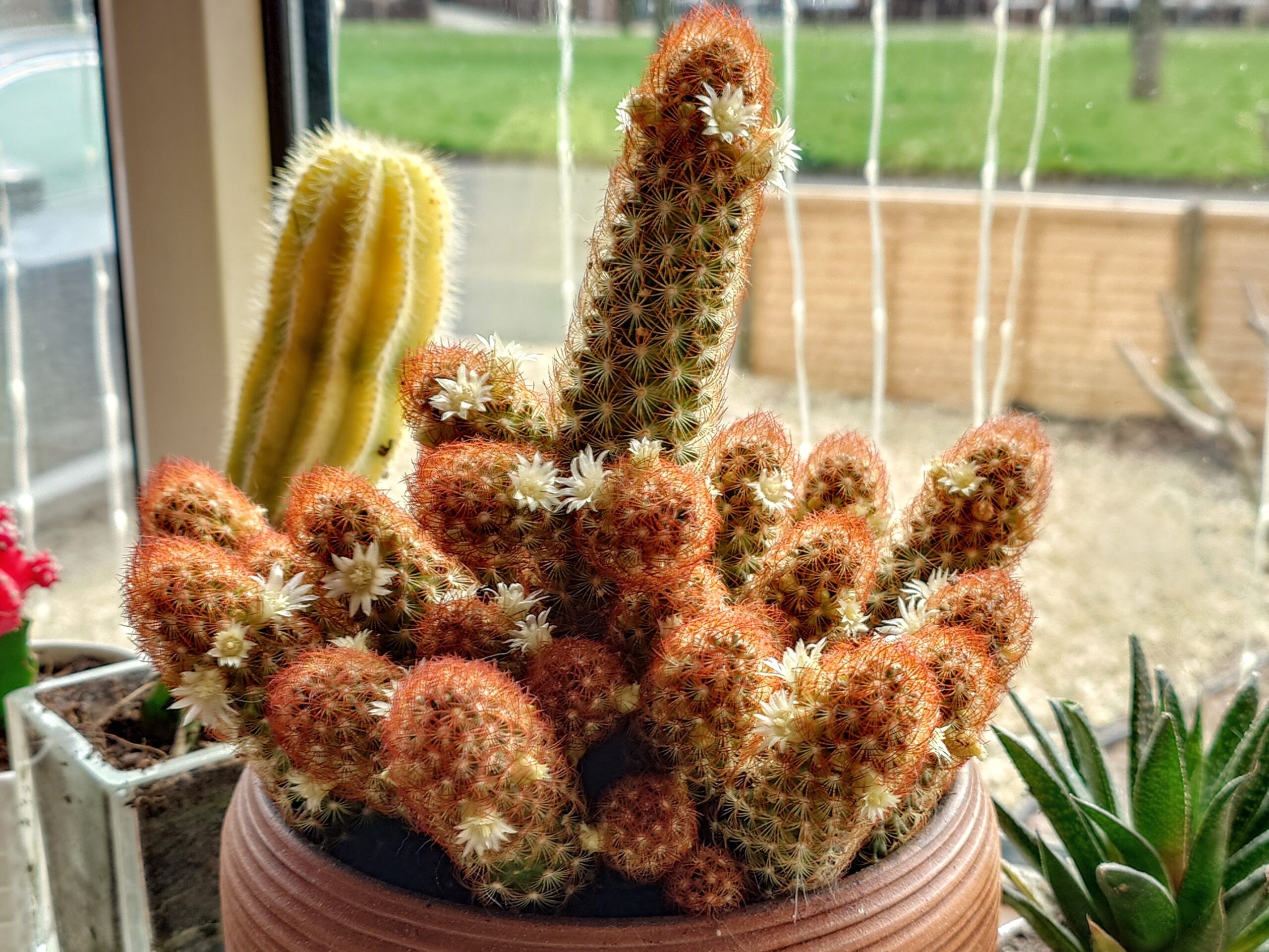 Green Companions: Plants- My Autistic Special Interest
