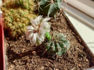 A cacti showcasing a plant as a resilient autistic special interest.
