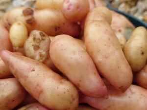 Potatoes harvested from my garden a delicious testament to my autistic special interest.