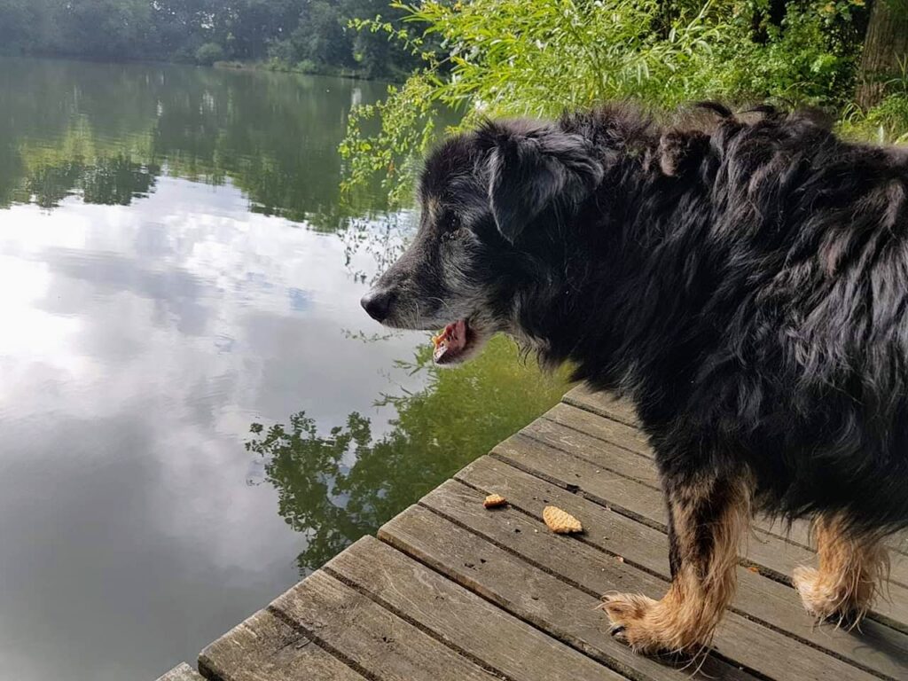 Photograph of Oscar our lovely dog in his twilight years