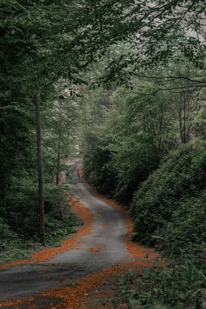 A winding path, representing the personal journey of autistic unmasking.