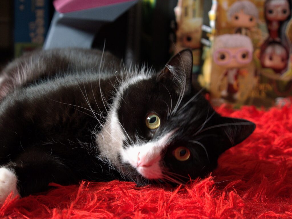A black and white cat, one of seven pets requiring a risk assessment during the adoption process in the UK.